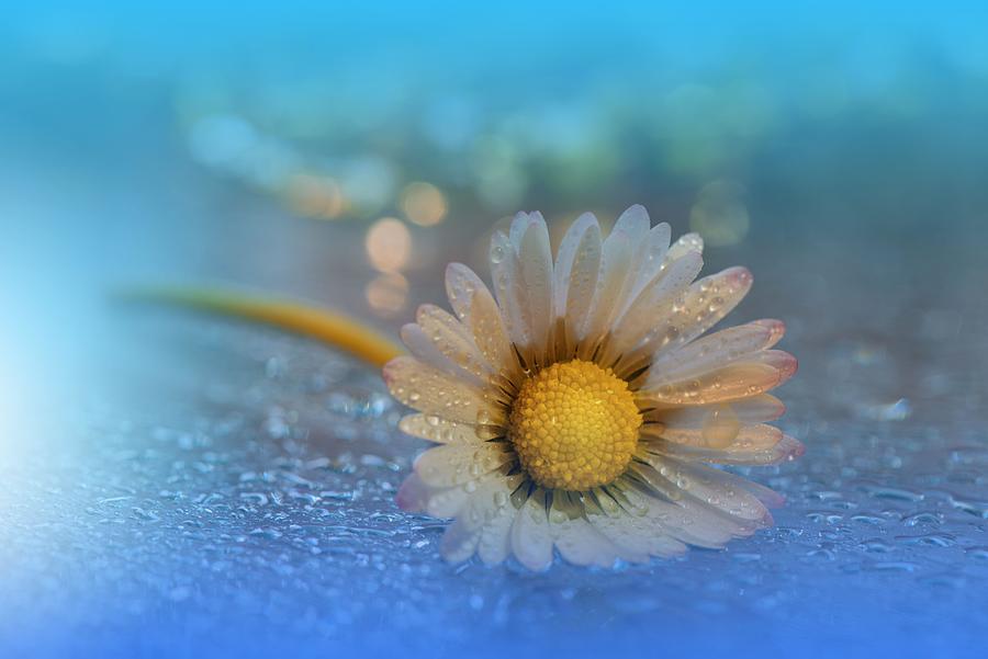 Beautiful Nature Background.floral Art Photograph by Juliana Nan - Fine ...