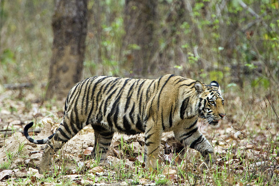 Bengal Tiger Panthera Tigris Tigris Photograph by Panoramic Images ...