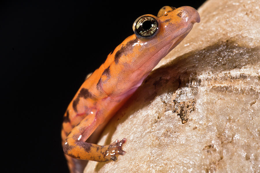 Cave Salamander, Eurycea Lucifuga #16 Photograph by Dante Fenolio