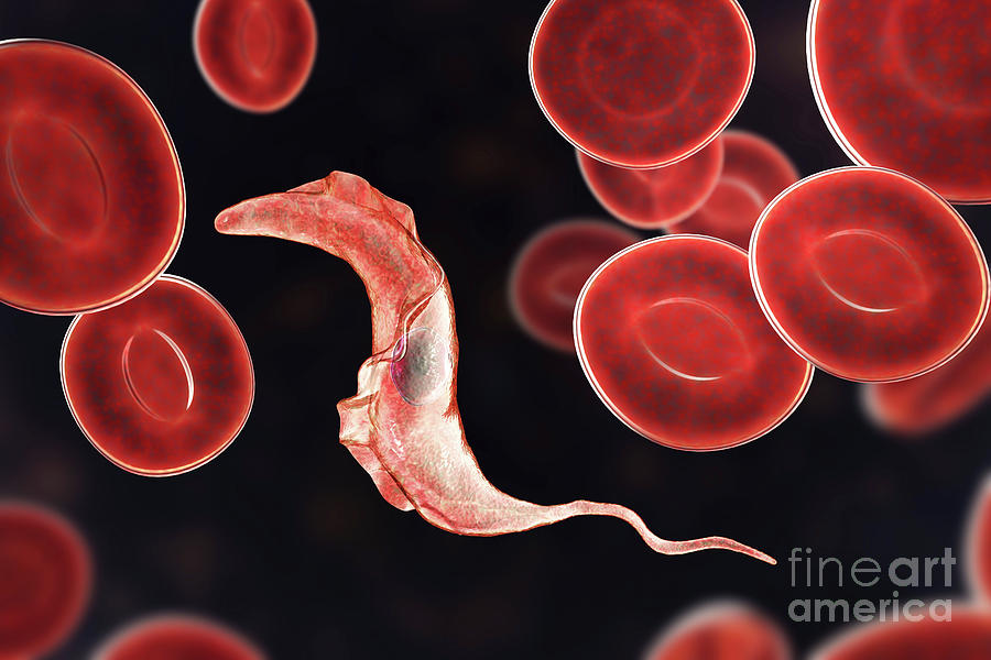 Chagas Disease Parasite Photograph By Kateryna Konscience Photo Library Pixels