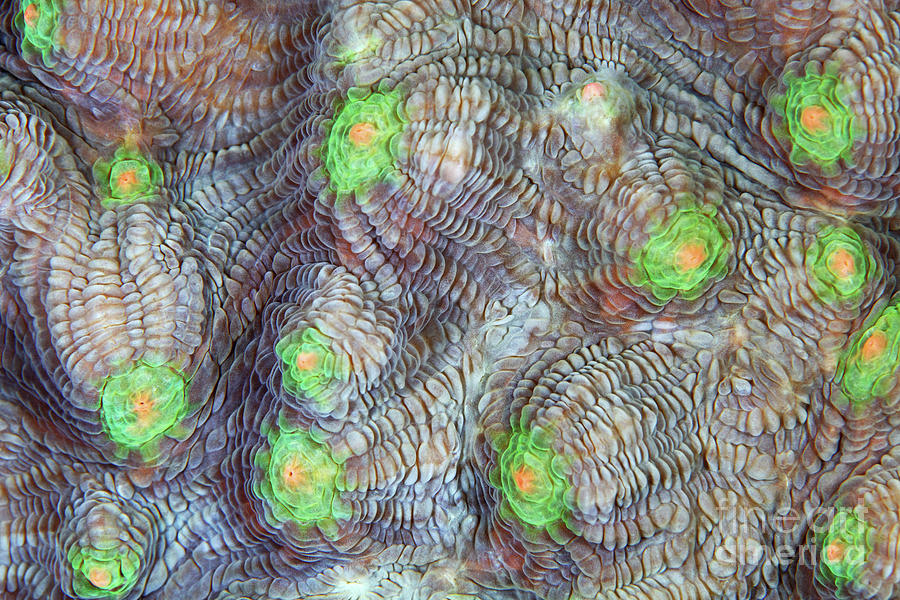 Coral Surface #16 Photograph by Alexander Semenov/science Photo Library