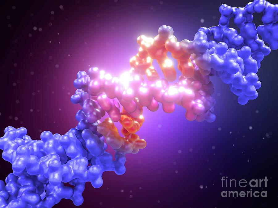 Dna Editing #16 Photograph by Maurizio De Angelis/science Photo Library
