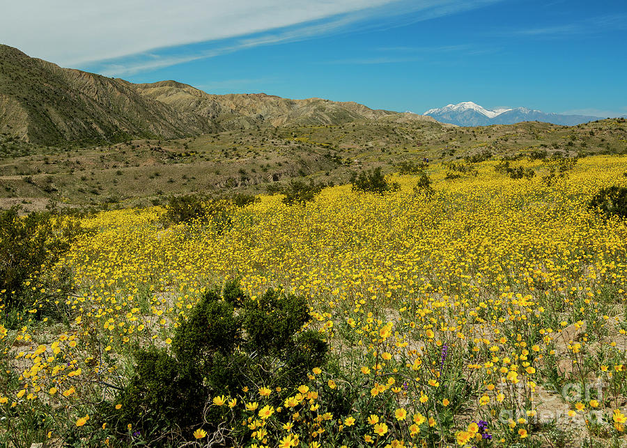 Fields Of Beautiful Yellow And Purple Desert Spring Wildflowers At ...