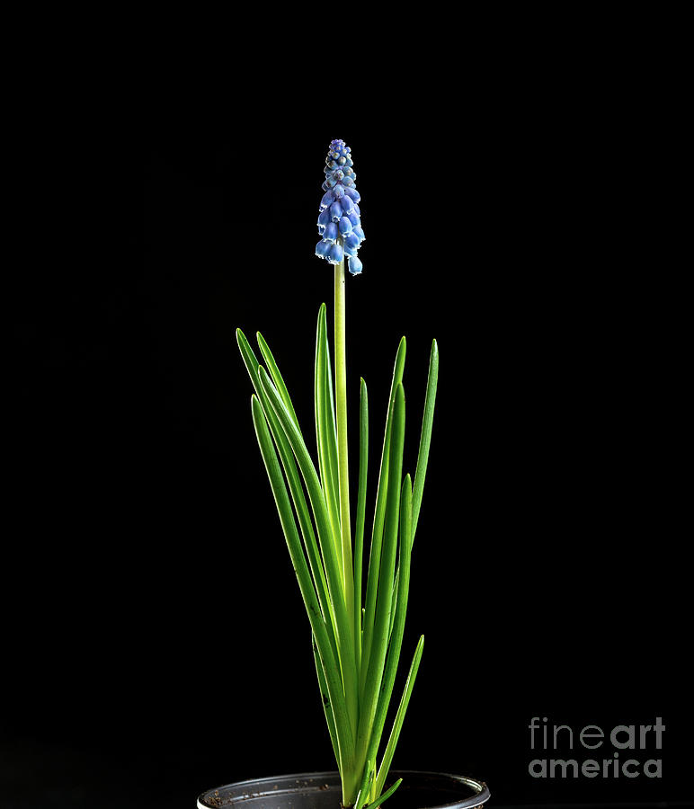Grape Hyacinth (muscari Sp) Flowers #16 Photograph by Wladimir Bulgar/science Photo Library