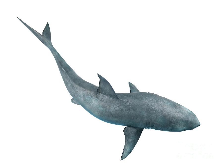 Great White Shark #16 Photograph by Sebastian Kaulitzki/science Photo Library