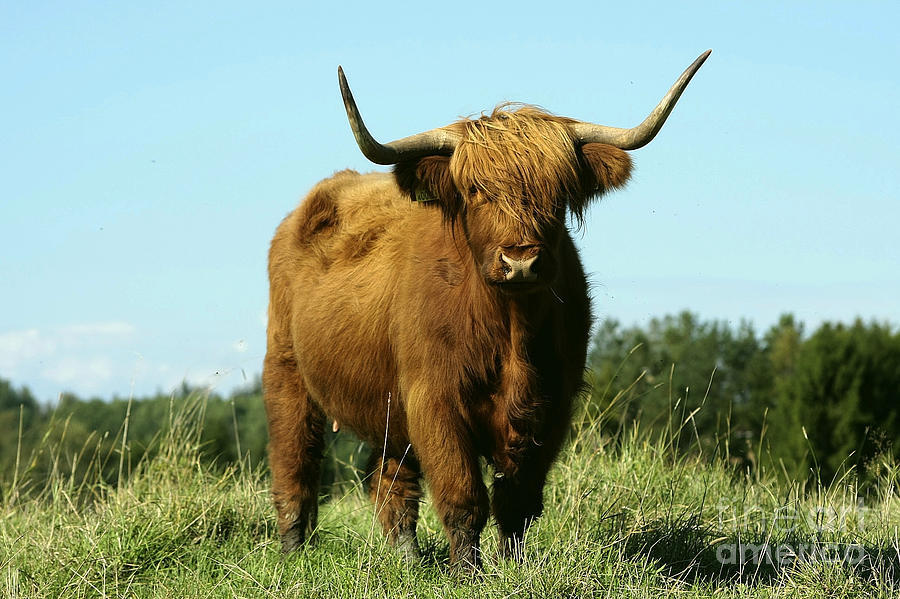Highland cattle #13 Photograph by Esko Lindell