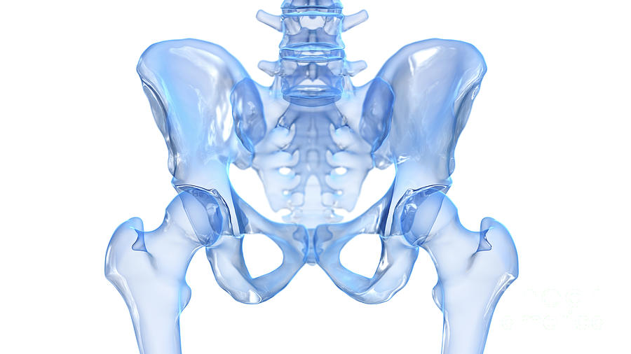 Hip Bone Photograph By Sebastian Kaulitzki Science Photo Library Pixels