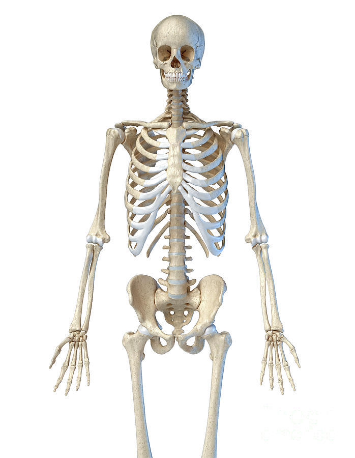 Human Skeleton Photograph by Leonello Calvetti/science Photo Library ...