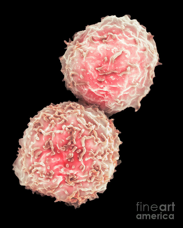 Human Stem Cells From Bone Marrow Photograph By Dennis Kunkel Microscopyscience Photo Library 