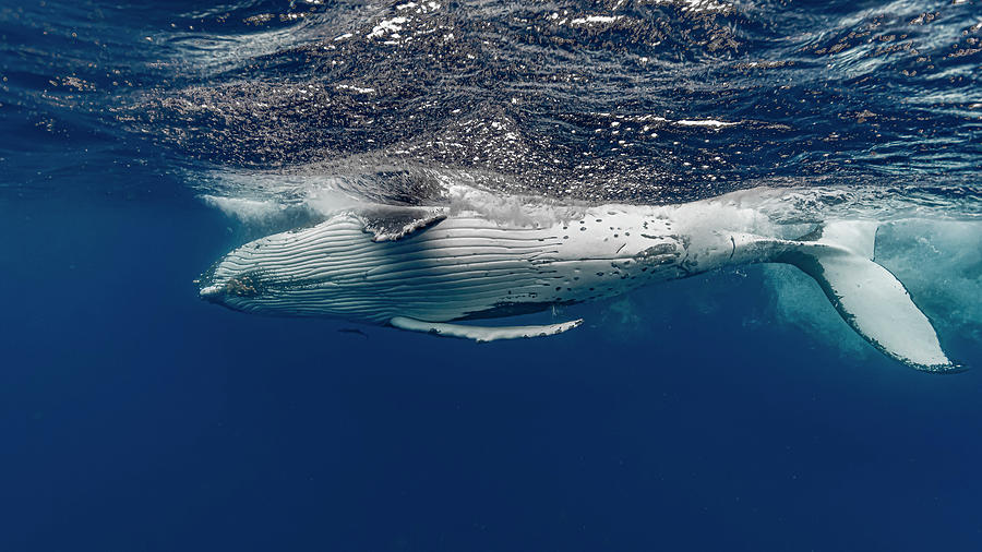 Humpback Whale Megaptera Novaeangliae #16 Photograph by Bruce Shafer