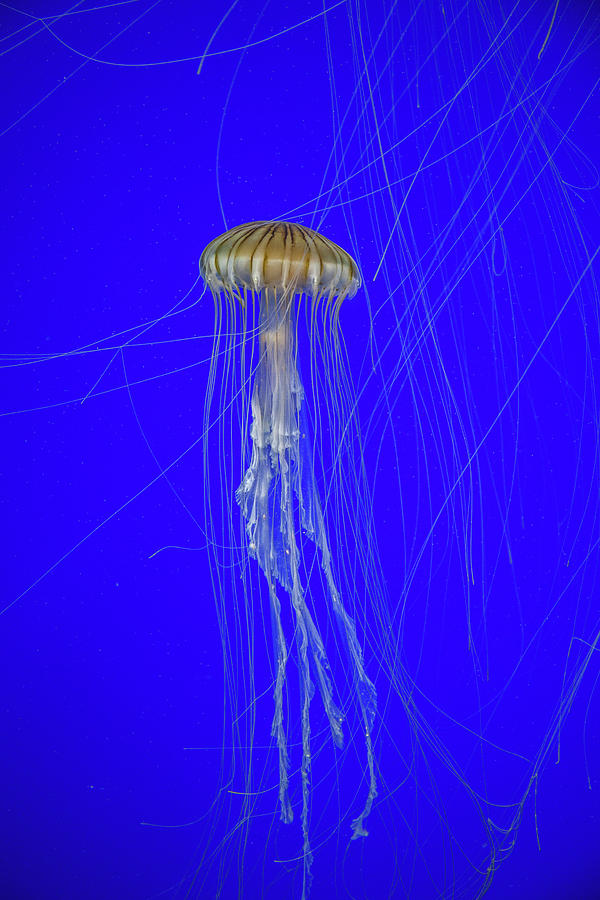 Japanese Jellyfish #16 Photograph by Kenny Thomas