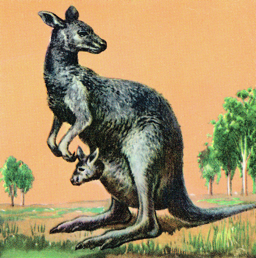 Jungle Drawing - Kangaroo #16 by CSA Images