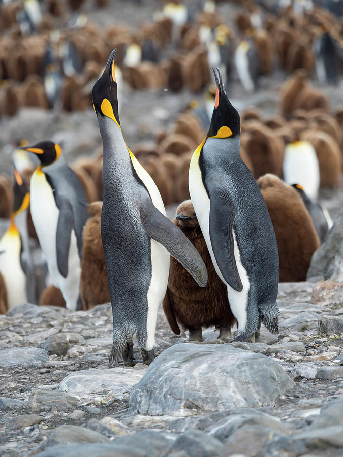 Atlantic Photograph - King Penguin Rookery In St #16 by Martin Zwick