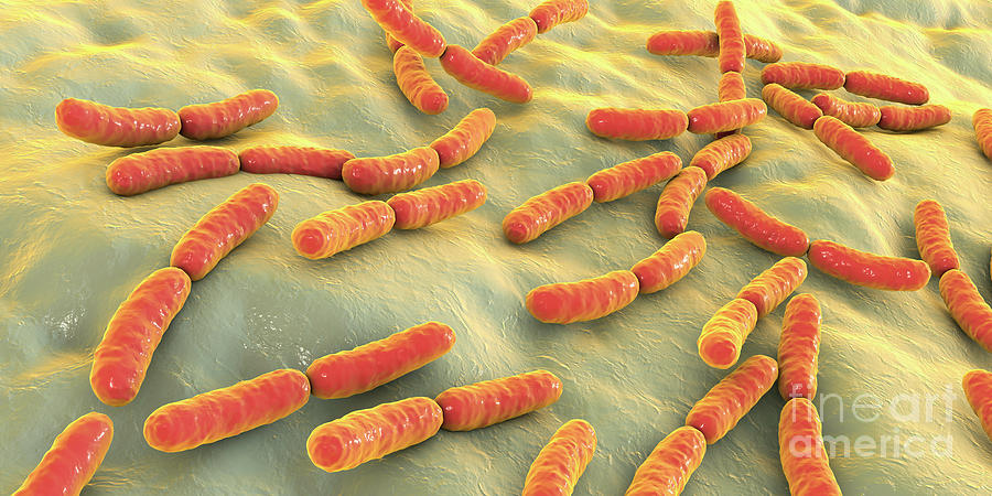 lactobacillus bacteria