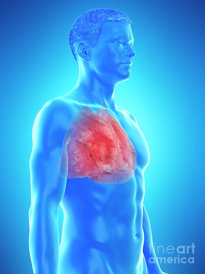 3d Photograph - Lung Anatomy by Sebastian Kaulitzki/science Photo Library 3d Photograph - Lung Anatomy by Sebastian Kaulitzki/science Photo Library