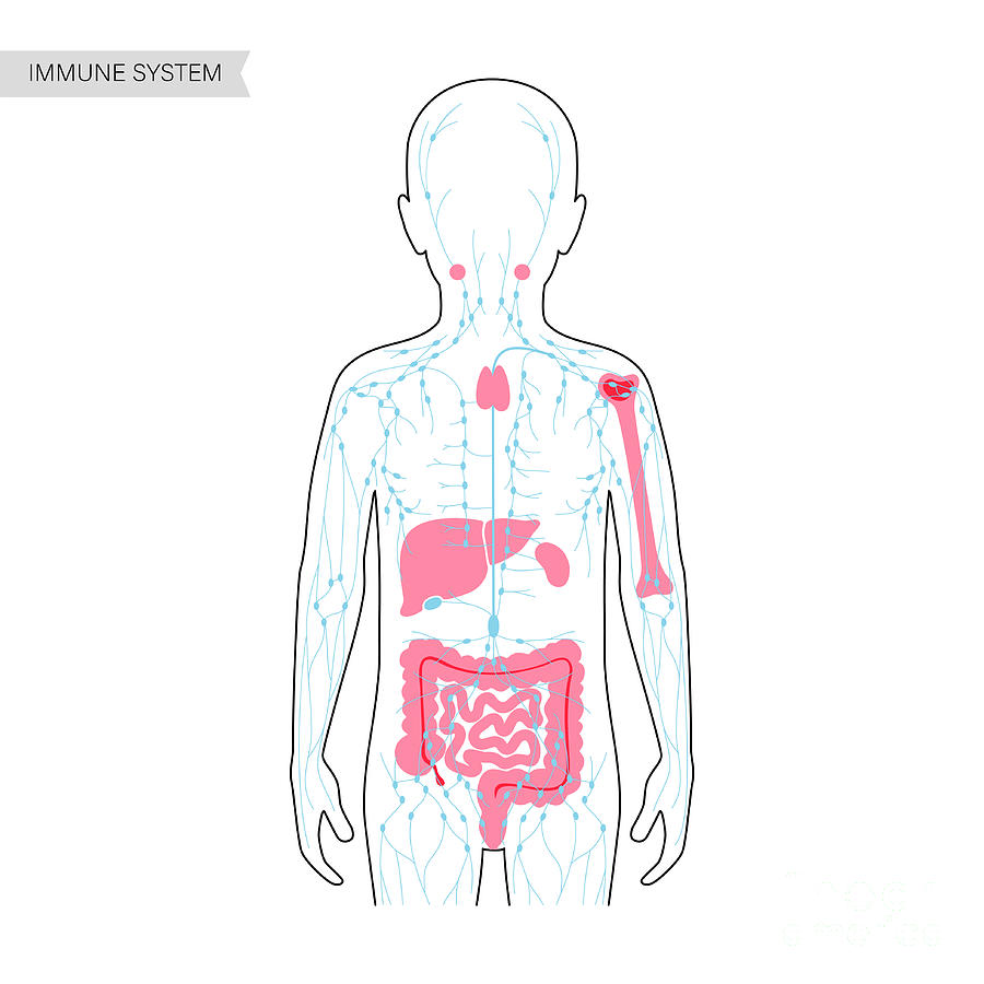 Lymphatic System And Organs Photograph By Pikovit Science Photo Library Fine Art America