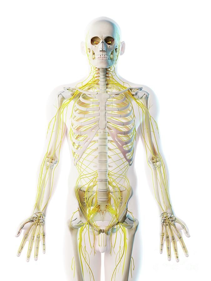 Male Skeleton With Brain And Nervous System Isolated In Gray Stock