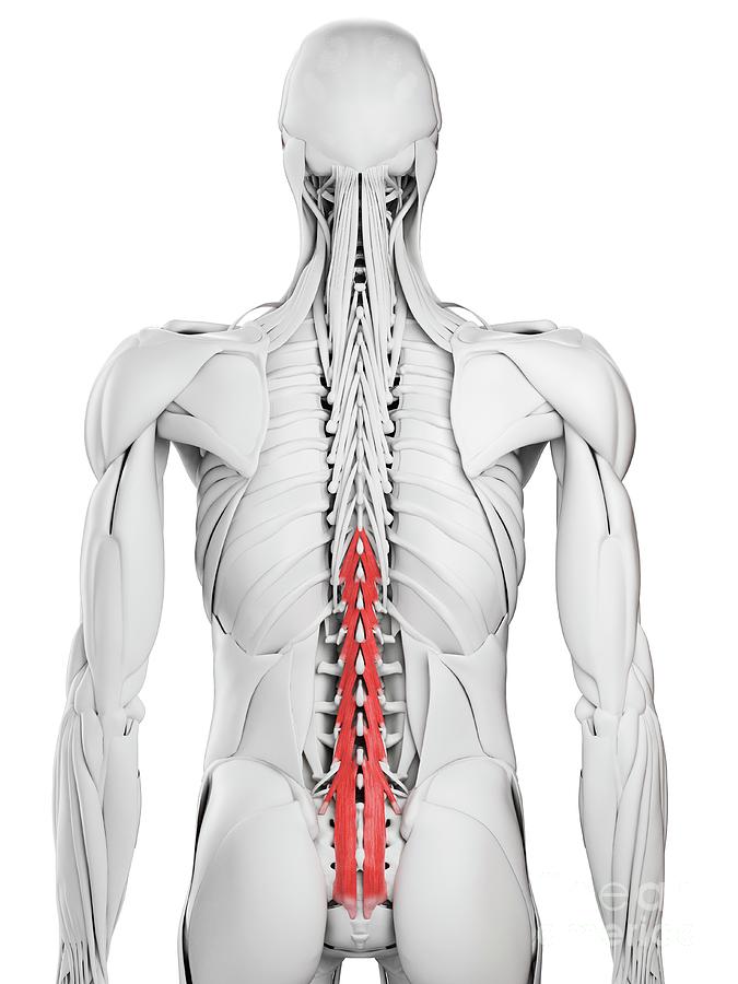 Multifidus Muscle Photograph By Sebastian Kaulitzki Science Photo Library Pixels