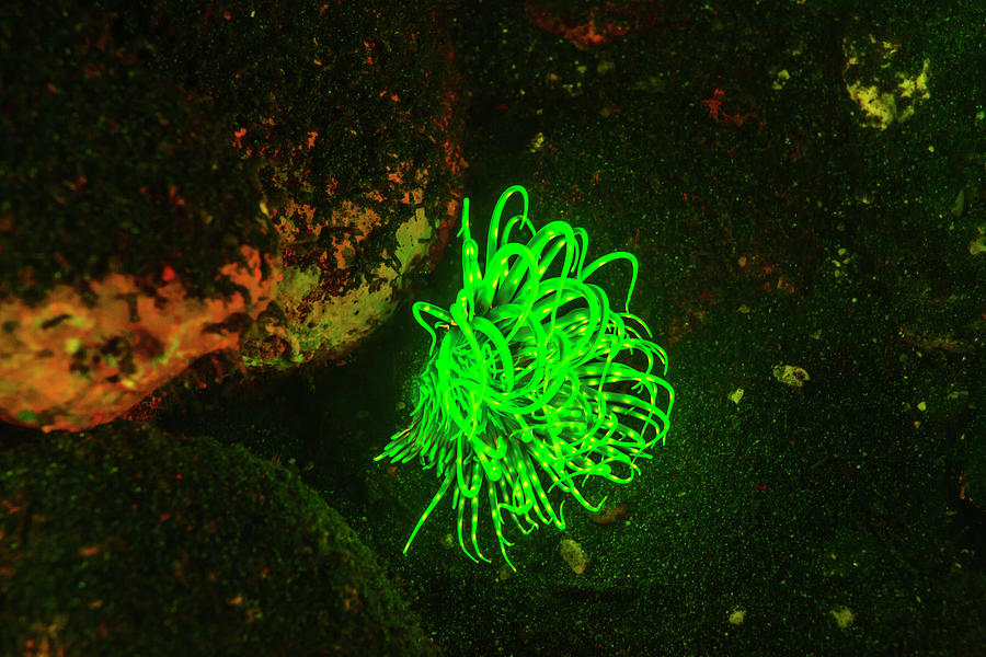 Anemone Photograph - Natural Occurring Fluorescence by Stuart Westmorland Anemone Photograph - Natural Occurring Fluorescence by Stuart Westmorland