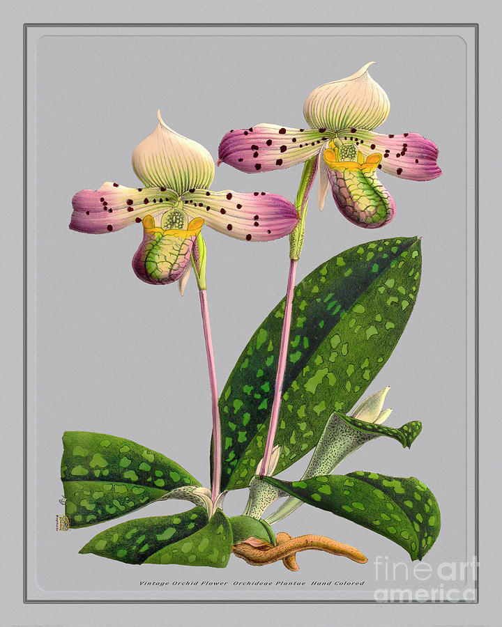 Orchid Flower Orchideae Plantae Blossom Digital Art