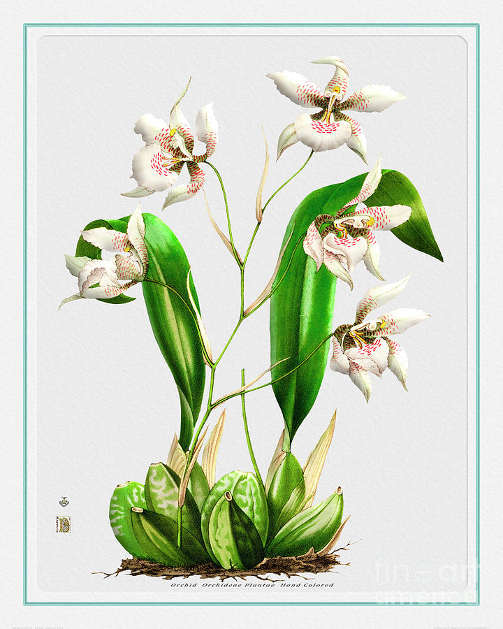 Orchid Flower Orchideae Plantae Drawing Mixed Media by Baptiste Posters