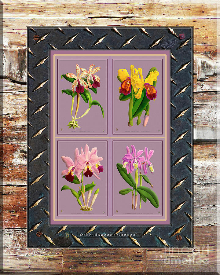 Orchids Antique Quatro On Rusted Metal And Weathered Wood Plank Mixed Media