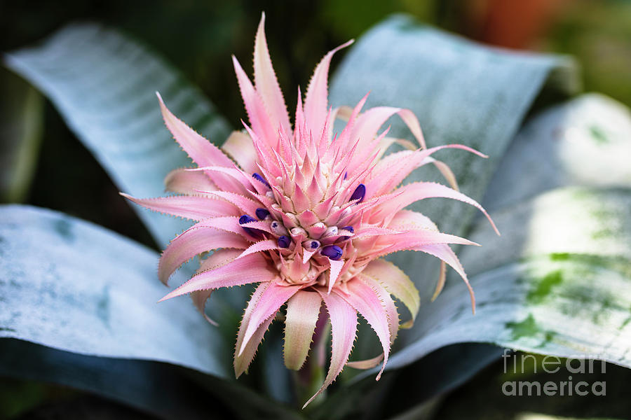 Pink Bromeliad Flower #16 Photograph by Raul Rodriguez