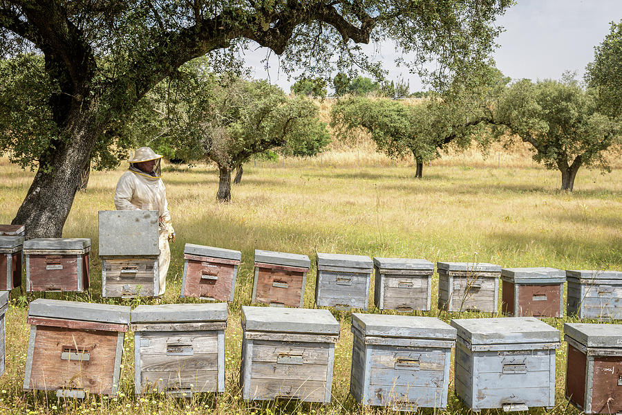 Nature Photograph - Rural And Natural Beekeeper, Working To Collect Honey From Hives #16 by Cavan Images