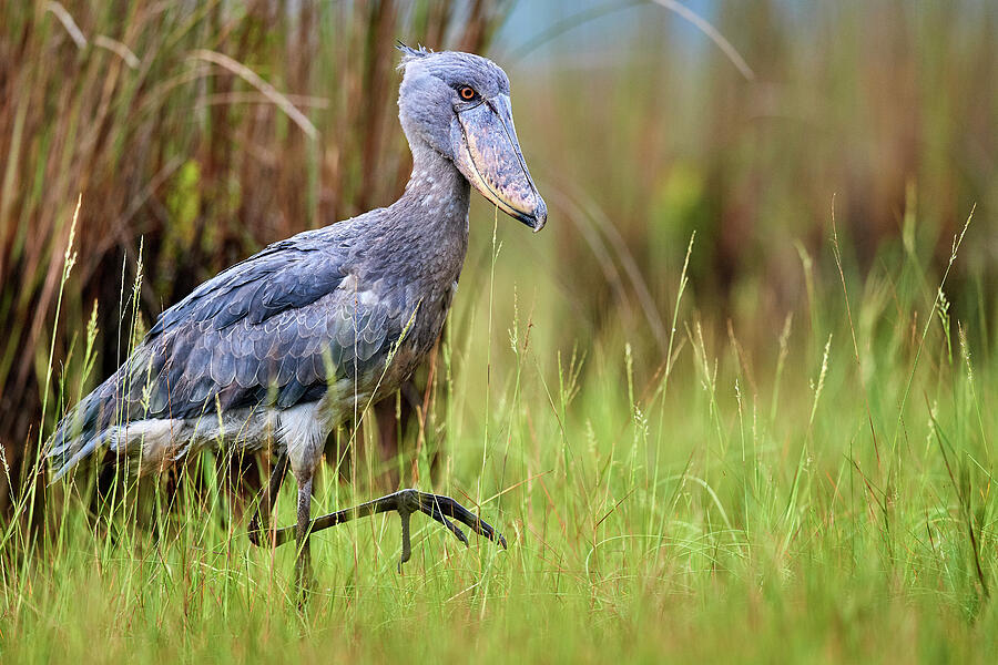 Shoebill Stork In The Swamps Of Mabamba, Lake Victoria #16 Photograph by Eric Baccega / Naturepl.com Shoebill Stork In The Swamps Of Mabamba, Lake Victoria #16 Photograph by Eric Baccega / Naturepl.com