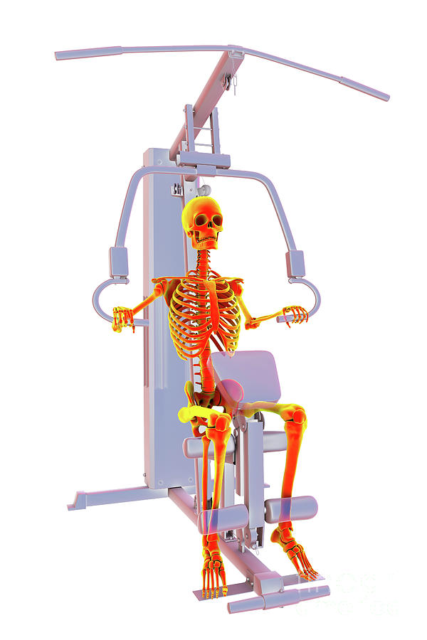 Skeleton Training On A Hammer Strength Machine #16 Photograph by Kateryna Kon/science Photo Library
