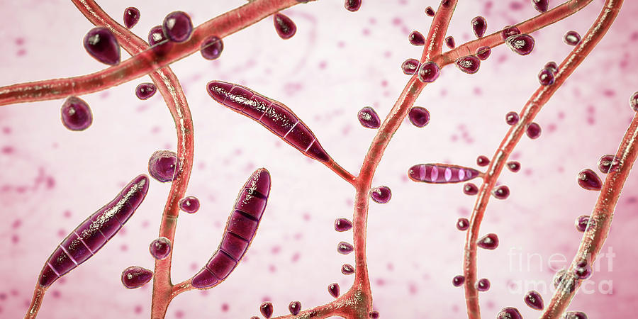 Trichophyton Rubrum Fungi Photograph By Kateryna Konscience Photo Library Fine Art America 4365