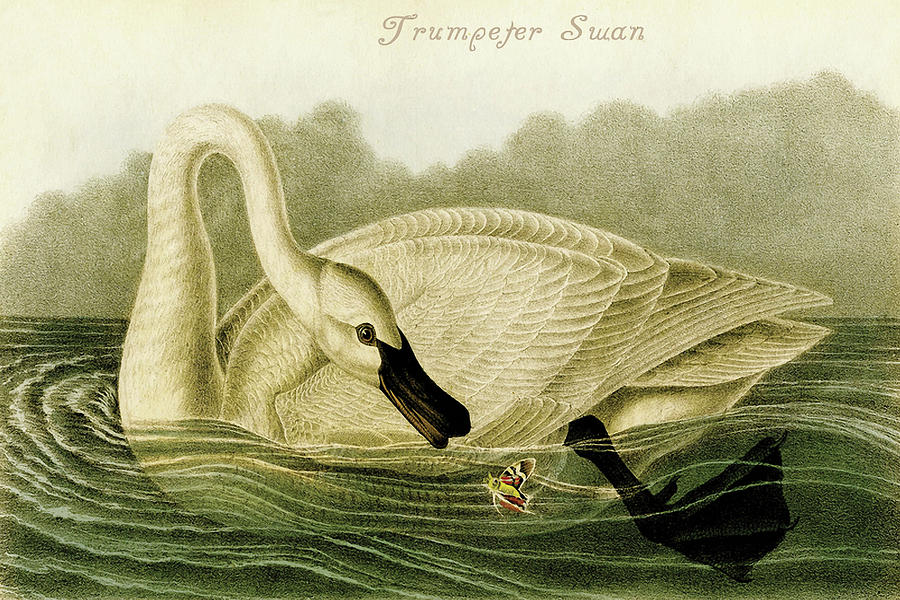 Trumpeter Swan #16 Painting by John James  Audubon