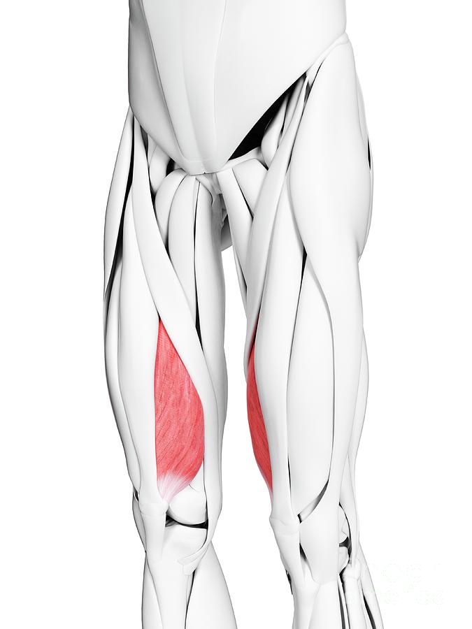 Vastus Medialis Muscle Photograph by Sebastian Kaulitzki/science Photo ...