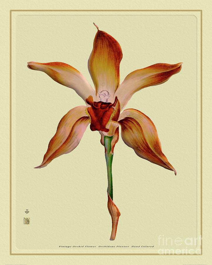 Orchid Flower Orchideae Plantae Exotica Drawing
