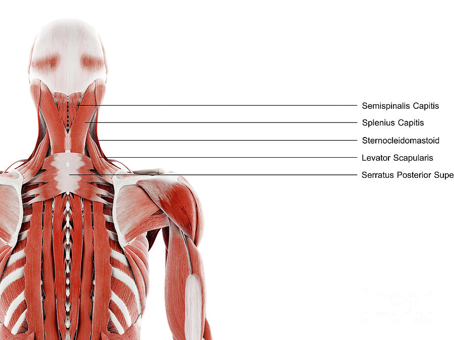 posterior neck muscle anatomy
