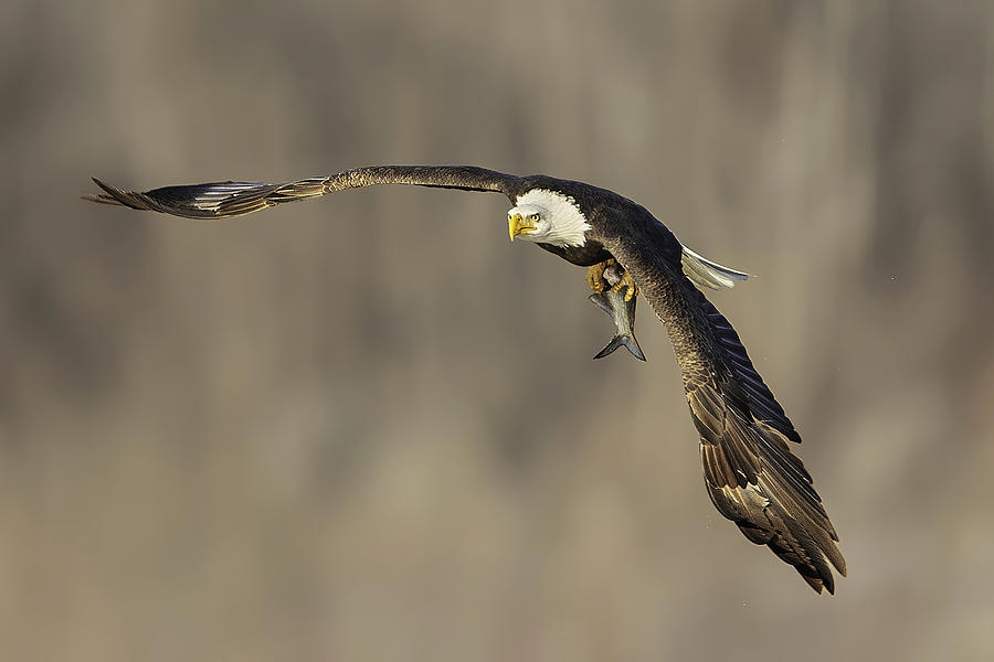 Eagle Photograph -  #17 by Rob Li
