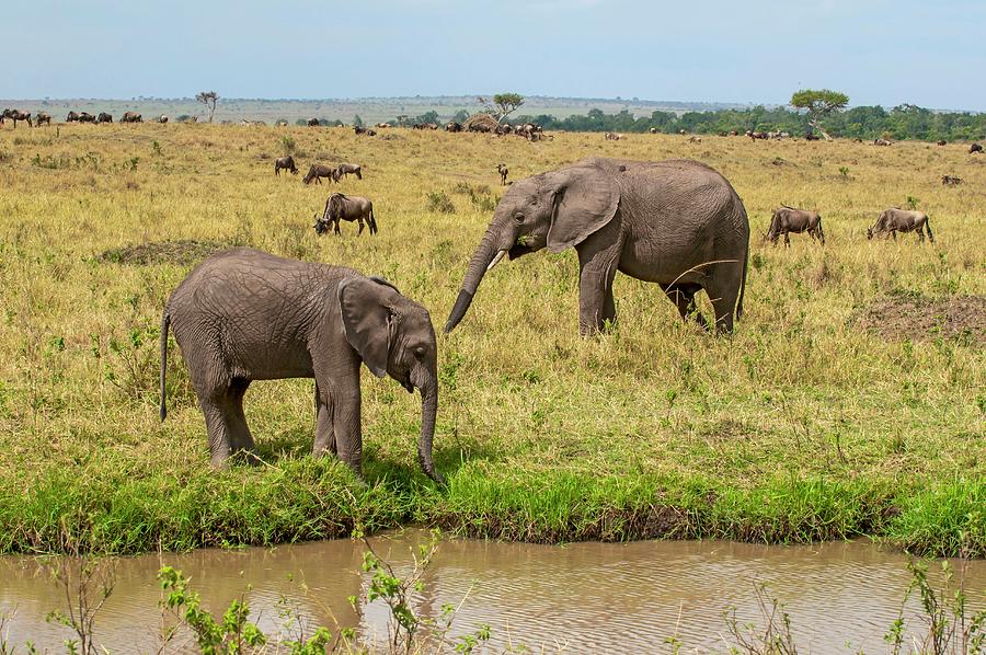 African Elephant In Kenya #17 Digital Art by Jacana Stock