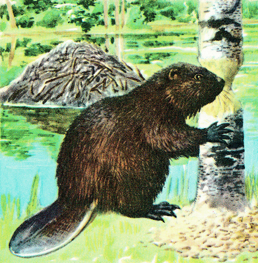 Nature Drawing - Beaver #17 by CSA Images