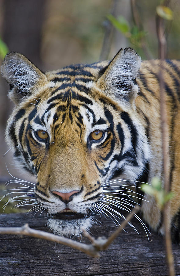 Bengal Tiger Panthera Tigris Tigris #17 Photograph By Panoramic Images ...