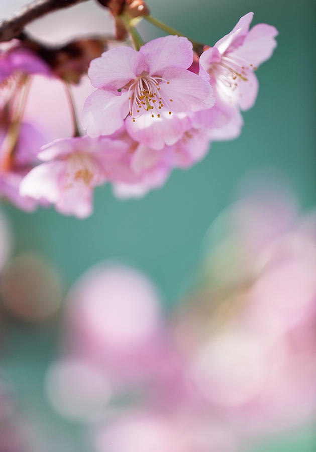 Cherry Blossoms #17 Photograph by Ooyoo