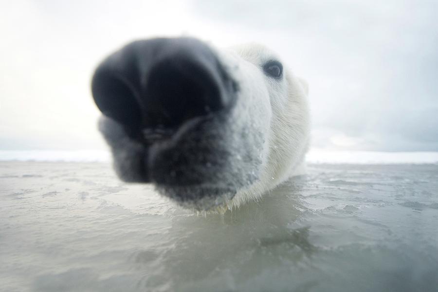 Curious Polar Bear Cub (ursus Photograph by Steven Kazlowski - Fine Art ...