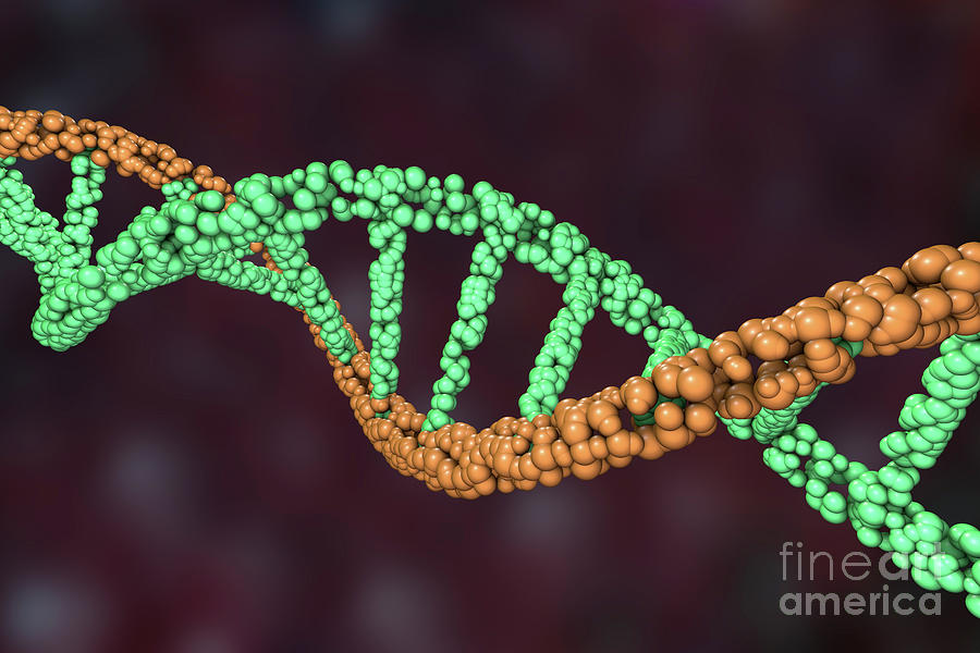 Dna Molecule #17 Photograph by Kateryna Kon/science Photo Library - Pixels