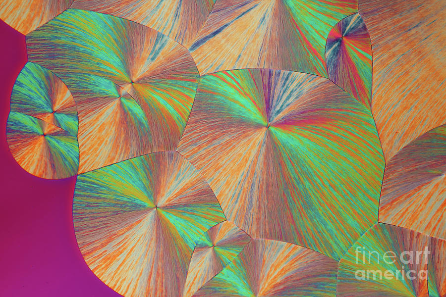 Dopamine Crystals #17 Photograph by Science Photo Library Dopamine Crystals #17 Photograph by Science Photo Library