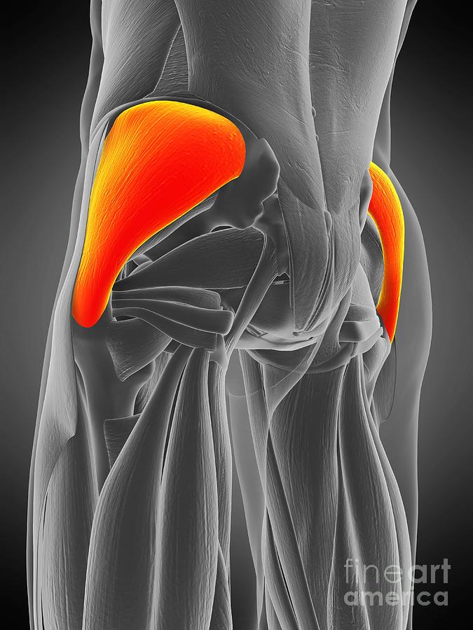 Gluteus Medius Muscle Photograph By Sebastian Kaulitzkiscience Photo