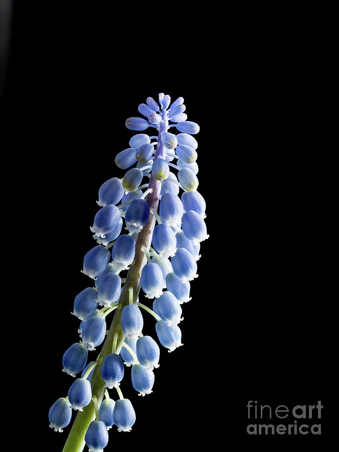 Grape Hyacinth (muscari Sp) Flowers #17 Photograph by Wladimir Bulgar/science Photo Library