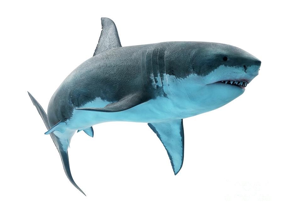 Great White Shark #17 Photograph by Sebastian Kaulitzki/science Photo Library