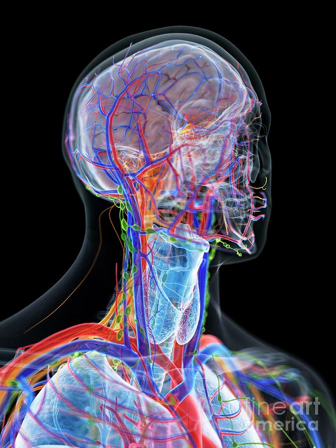 3d Photograph - Head And Neck Anatomy by Sebastian Kaulitzki/science Photo Library 3d Photograph - Head And Neck Anatomy by Sebastian Kaulitzki/science Photo Library