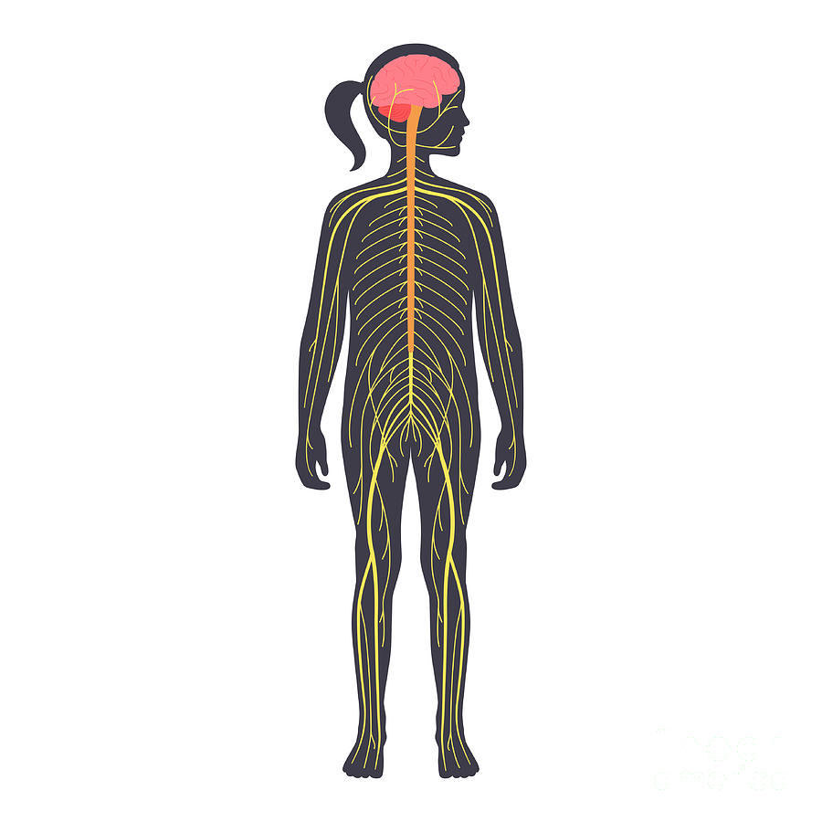 Human Nervous System Photograph by Pikovit / Science Photo Library ...