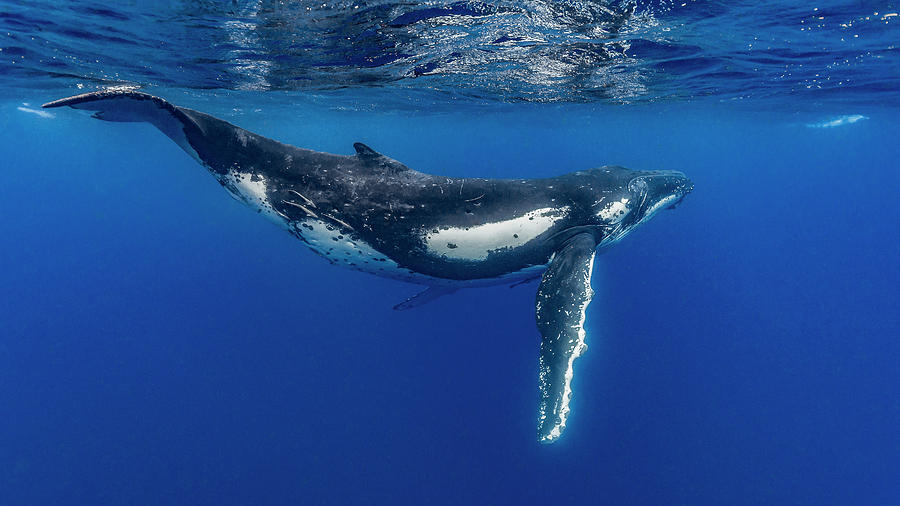 Humpback Whale Megaptera Novaeangliae #17 Photograph by Bruce Shafer