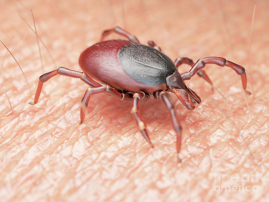 Illustration Of A Tick Crawling On Human Skin #17 Photograph by Sebastian Kaulitzki/science Photo Library